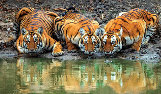 Bandipur National Park, Mysore