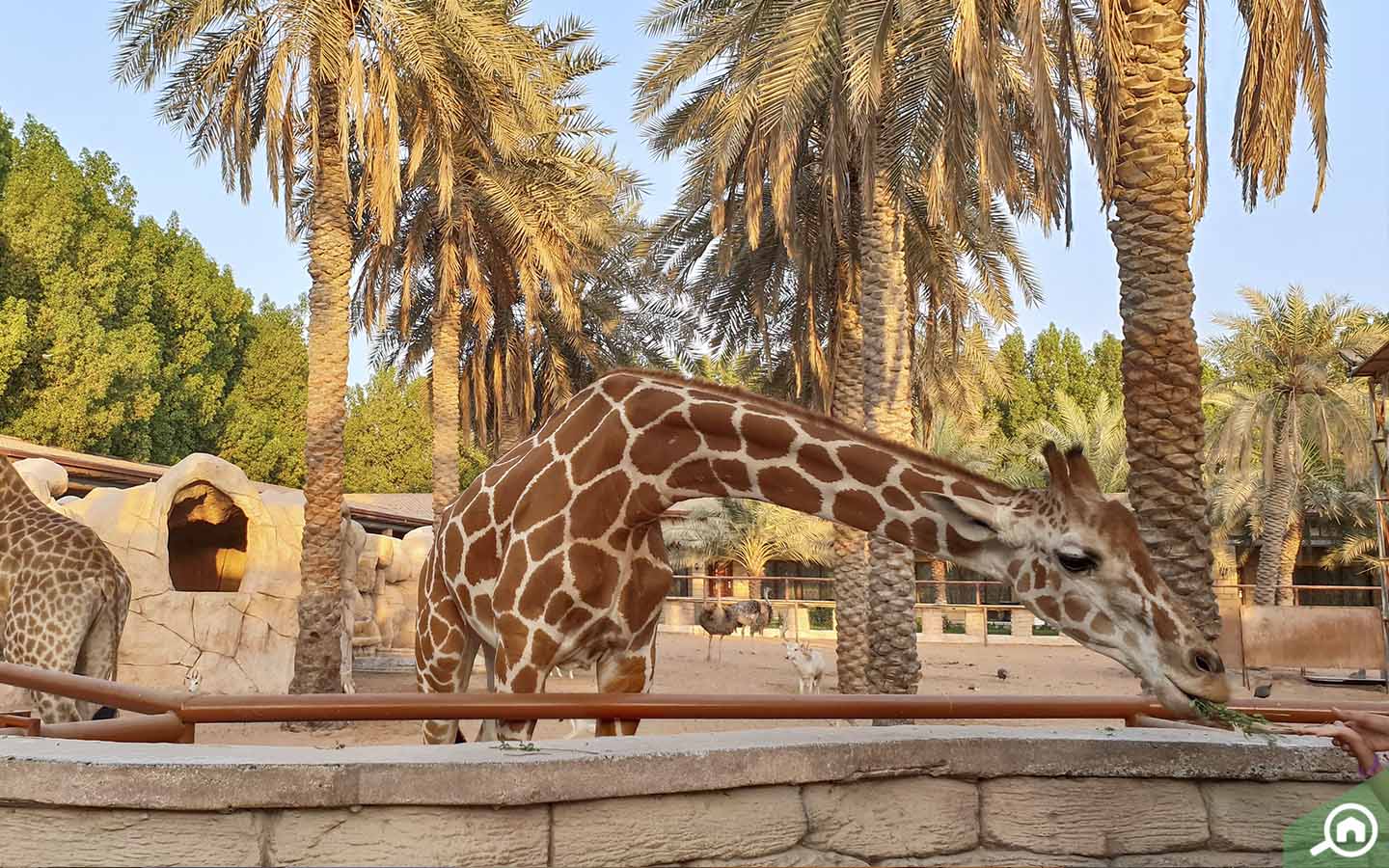 Зоопарк абу. Сафари парк Абу Даби. Зоопарк Абу Даби. Emirates Park Zoo в Абу-Даби. Зоопарк Emirates Park Zoo.